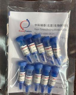 2×Tricine多肽上樣緩沖液（變性，還原，含溴酚藍）